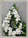 coroana dendrobium