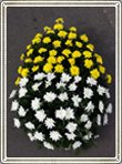 coroana flori 100 crizanteme albe galbene