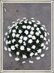 coroana funerara rotunda din crizanteme