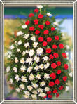 coroanea garoafe