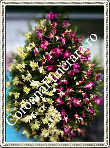 aranjamente florale funerare orhidee