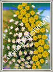 crizanteme gerbera